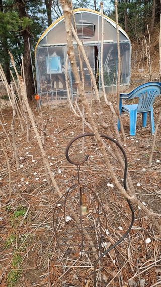 권혁렬님의 두릅 · 영농일지 작성글 사진