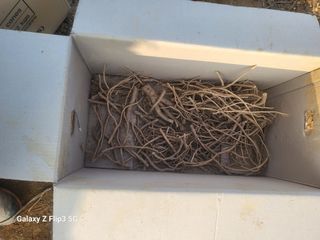 안무환님의 고구마 · 영농일지 작성글 사진