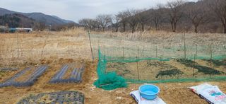 남궁봉님의 감자 · 영농일지 작성글 사진