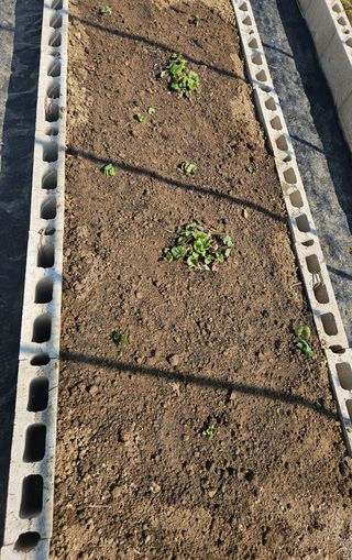 김인수님의 기타작물 · 영농일지 작성글 사진