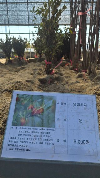 늘푸른 농장주님의 기타작물 · 영농일지 작성글 사진