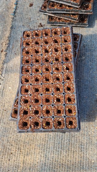 홍성원님의 고추 · 영농일지 작성글 사진