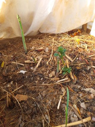 박웅님의 고추 · 영농일지 작성글 사진