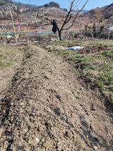 매실향기차향기님의 작성글 사진