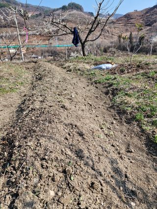 매실향기차향기님의 파 · 영농일지 작성글 사진