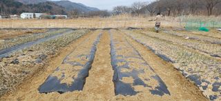 남궁봉님의 감자 · 영농일지 작성글 사진