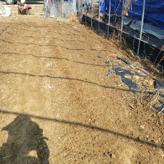 김진영님의 감자 · 영농일지 작성글 사진