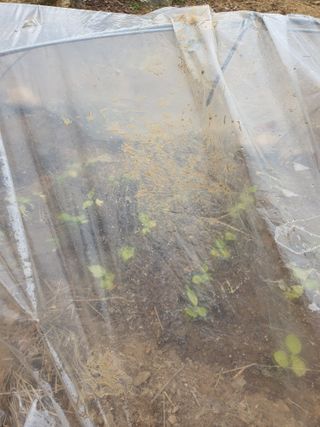 석이아빠님의 기타작물 · 영농일지 작성글 사진