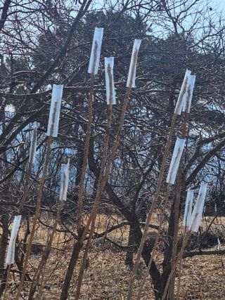 고사리.밤.육쪽마늘님의 두릅 · 영농일지 작성글 사진