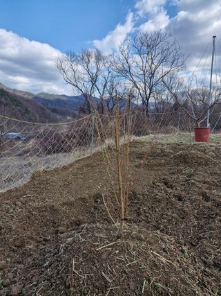 성은모님의 복숭아 · 영농일지 작성글 사진
