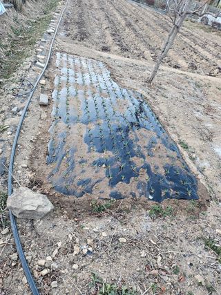 신득경님의 감자 · 영농일지 작성글 사진