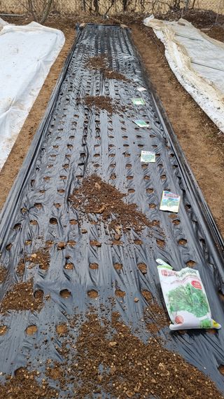 김지철님의 파 · 영농일지 작성글 사진