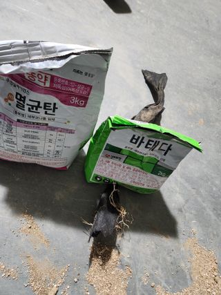 최상길 님의 마늘 · 영농일지 작성글 사진