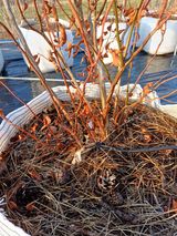 팜모닝 블루베리·영농일지 게시글 이미지