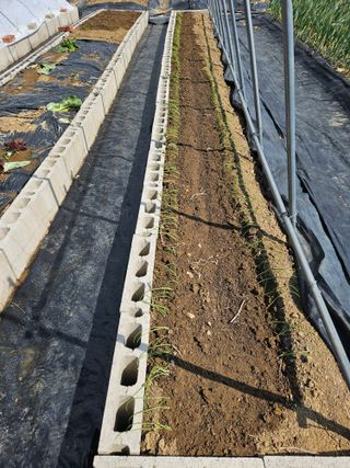 김인수님의 감자 · 영농일지 작성글 사진