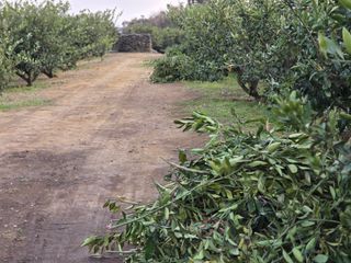 산방자연농원님의 귤 · 영농일지 작성글 사진