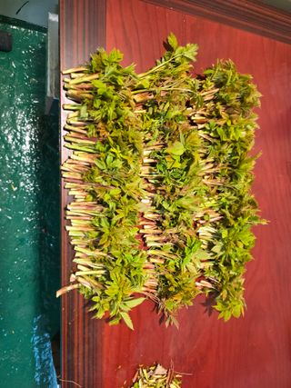 이병희님의 기타작물 · 영농일지 작성글 사진