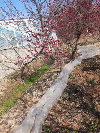 최연태님의 기타작물 · 영농일지 작성글 사진