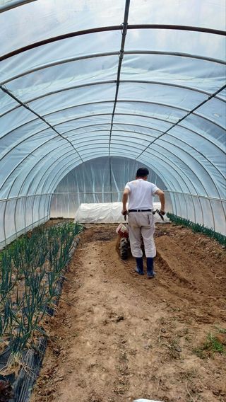 이순정님의 상추 · 영농일지 작성글 사진