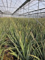 팜모닝 기타작물·영농일지 게시글 이미지