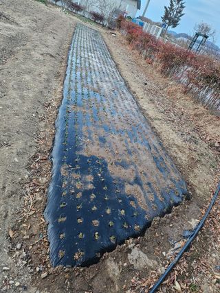 신득경님의 감자 · 영농일지 작성글 사진