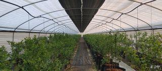 류근택님의 블루베리 · 영농일지 작성글 사진