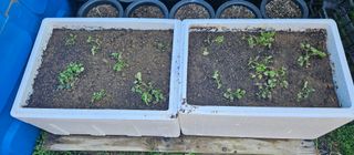 김인수님의 기타작물 · 영농일지 작성글 사진