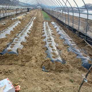 김진영님의 감자 · 영농일지 작성글 사진