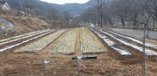 정천복님의 감자 · 영농일지 작성글 사진