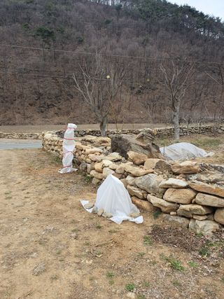 석이아빠님의 기타작물 · 영농일지 작성글 사진