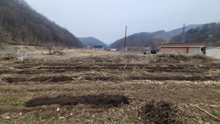 님의 감자 · 영농일지 작성글 사진