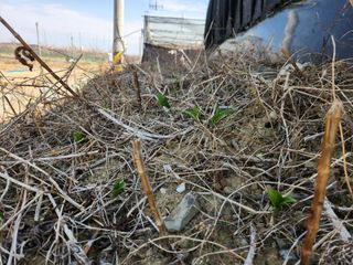 꿀복이농장님의 복숭아 · 영농일지 작성글 사진