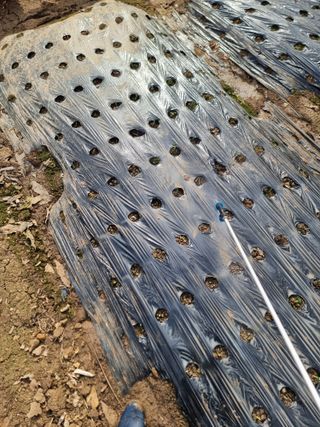 권병☆님의 마늘 · 영농일지 작성글 사진