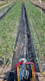 팜모닝 마늘·영농일지 게시글 이미지