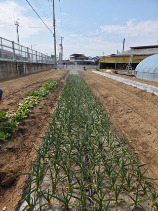 김시내 님의 마늘 · 영농일지 작성글 사진