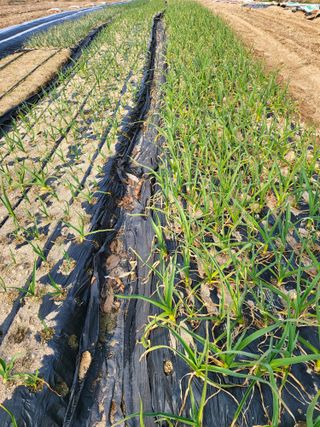 청주농부님의 마늘 · 영농일지 작성글 사진