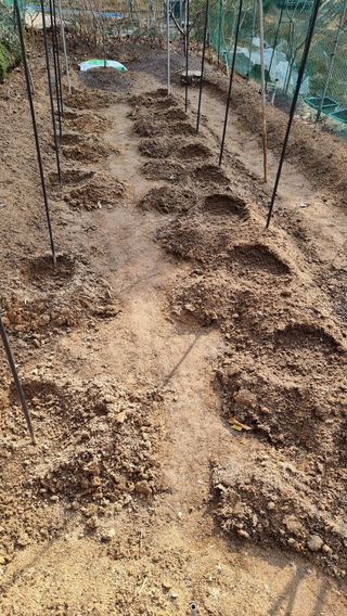 권혁렬님의 고추 · 영농일지 작성글 사진