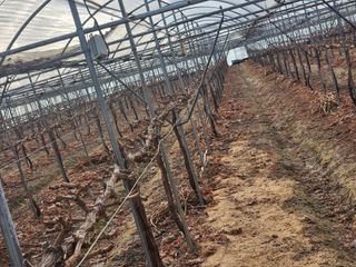 잘살아보세님의 포도 · 영농일지 작성글 사진