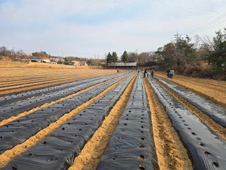 김병창님의 감자 · 영농일지 작성글 사진