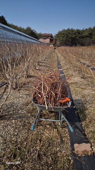 곰티농사꾼님의 블루베리 · 영농일지 작성글 사진