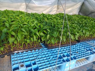 박웅님의 고추 · 영농일지 작성글 사진