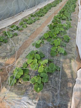 빛그린 김용화님의 호박 · 영농일지 작성글 사진