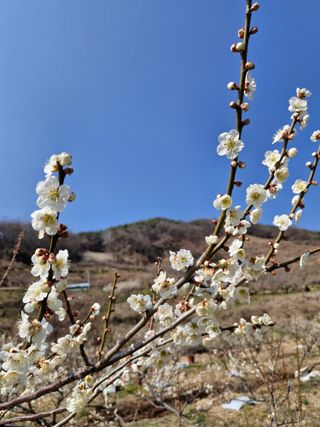 매실향기차향기님의 파 · 영농일지 작성글 사진