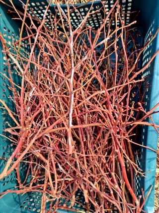 황인근님의 블루베리 · 영농일지 작성글 사진