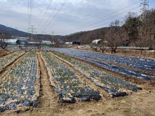 김학수님의 기타작물 · 영농일지 작성글 사진