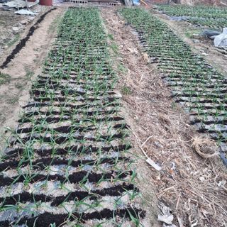 오학봉(멀티팜)님의 마늘 · 영농일지 작성글 사진