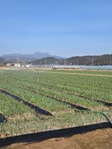 팜모닝 마늘·영농일지 게시글 이미지