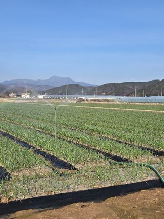 임성지님의 마늘 · 영농일지 작성글 사진