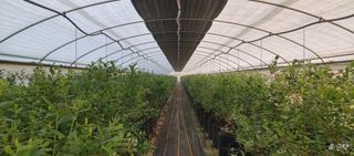 류근택님의 블루베리 · 영농일지 작성글 사진