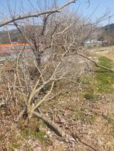 팜모닝 감·영농일지 게시글 이미지